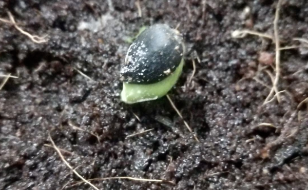 菸絲在啤酒裡泡一天，5天給花喝一勺，安全殺蟲無汙染