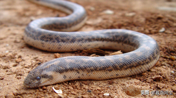 野外如何避免被蛇咬傷，揹包客都應該知道如何處理蛇咬傷的常識