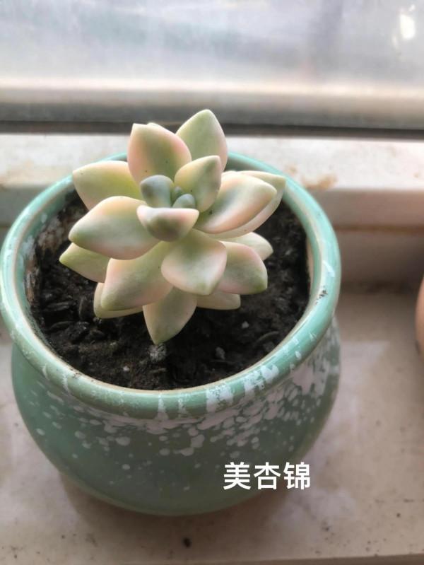 哈哈愛肉肉啊 哈哈愛肉肉啊