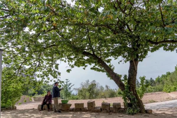 花園裡種什麼樹:這12種果樹,花園種上幾株,家裡水果多到吃不完 花園裡種什麼樹:這12種果樹,花園種上幾株,家裡水果多到吃不完