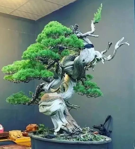 狂野的松柏盆景