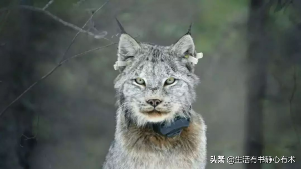 漲知識,動物界的神秘大腳怪“加拿大猞猁” 漲知識,動物界的神秘大腳怪“加拿大猞猁”