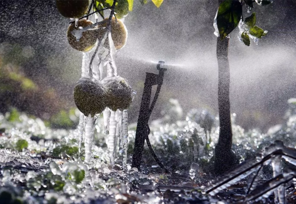 柑橘樹如何防凍，除了蓋膜還能做些什麼措施？