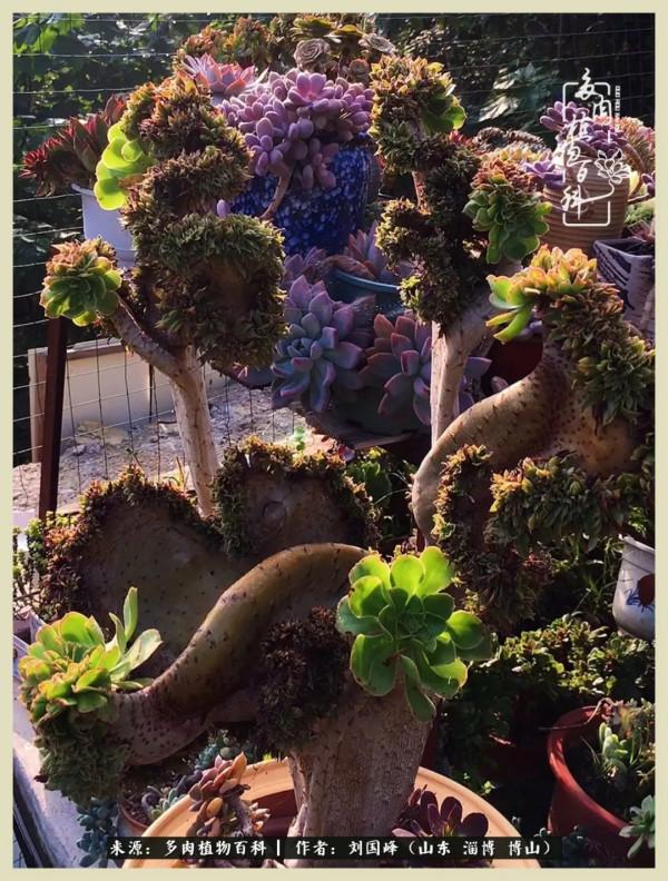 秋季多肉，你是王者歸來嗎？（附秋季養護知識）