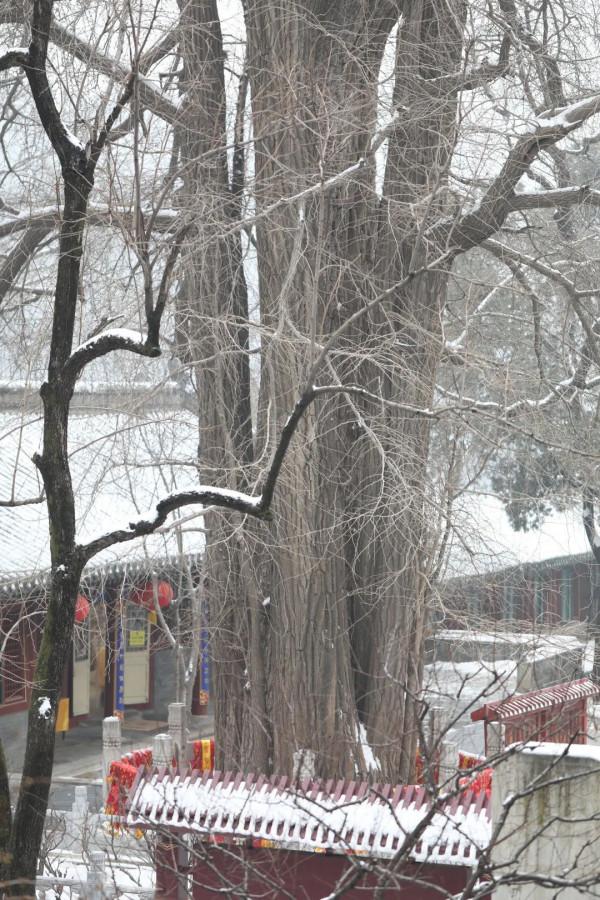 提前確定的北京年內最愛餐廳