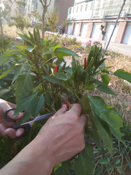 自己動手,豐衣足食,在家裡和車庫前面種的辣椒能自給自足啦 自己動手,豐衣足食,在家裡和車庫前面種的辣椒能自給自足啦