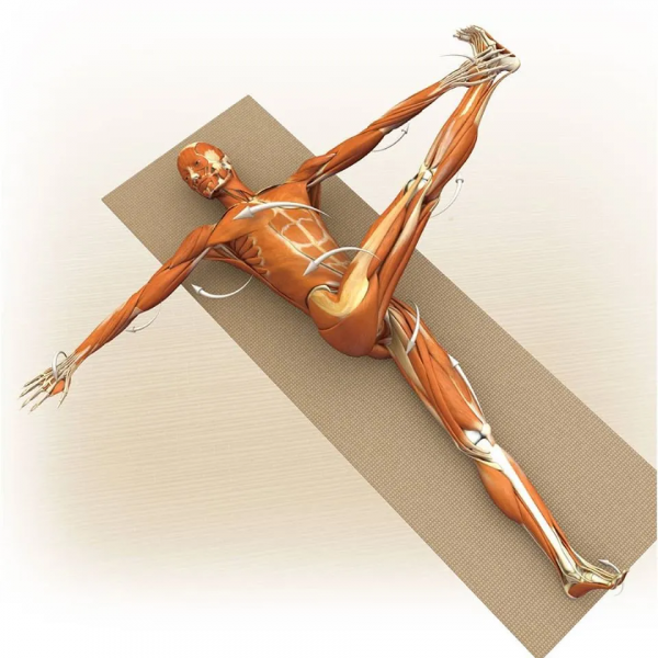 練瑜伽，這些解剖常識你要知道（附28個常見體式解剖圖）