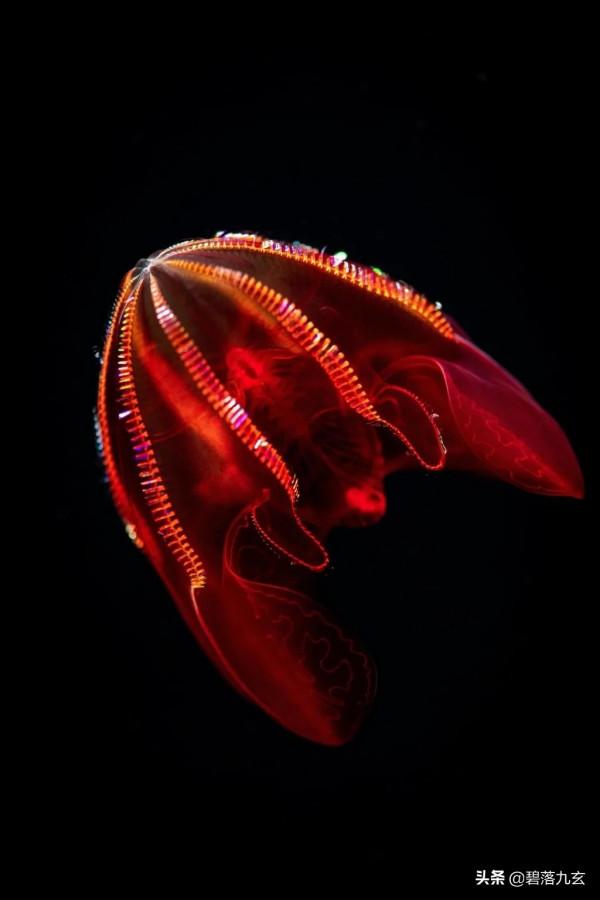 深入深處：來自海洋深處的不可思議生物的照片