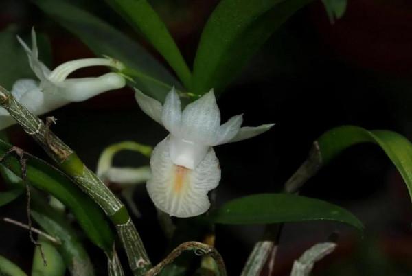 它那一片片橢圓形葉子一朵朵美麗的花兒都在金色的陽光中點頭含笑