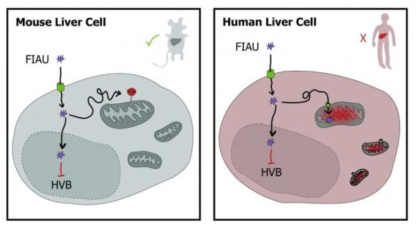癱瘓小鼠接受人類脊髓組織移植，能重新走路了！或將治癒諸多絕症