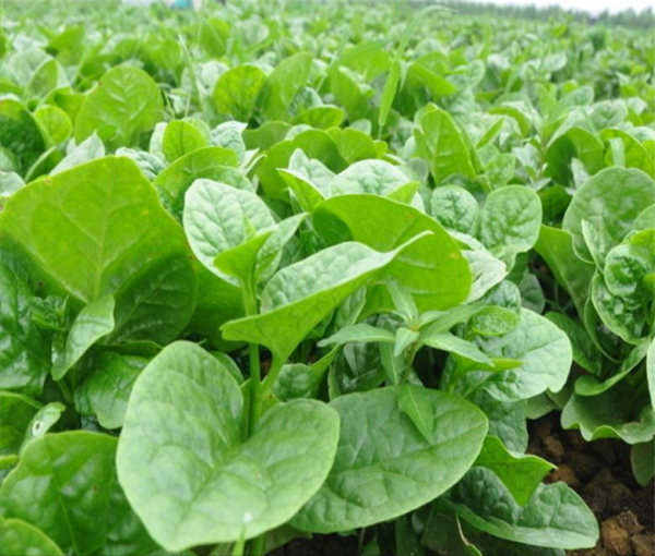 農村這8種蔬菜,也許你沒當回事,多吃老人小孩能補鈣,記得收藏 農村這8種蔬菜,也許你沒當回事,多吃老人小孩能補鈣,記得收藏