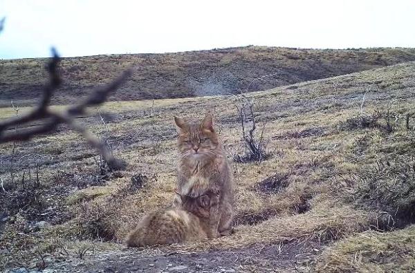 動物們的溫情瞬間,你被哪個所打動? 動物們的溫情瞬間,你被哪個所打動?