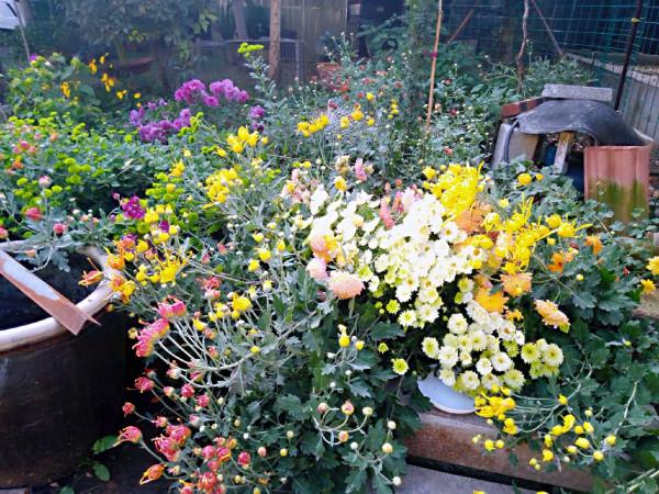 菊花盛開的農家小院 菊花盛開的農家小院