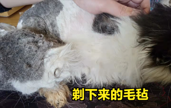 養加菲鏟屎官後悔了嗎？這種可愛到膨脹的貓咪，為啥養起來這麼難