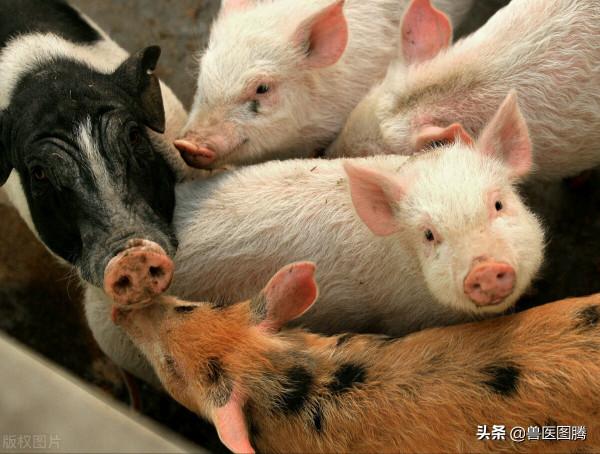 小豬從出生到出欄，完整的操作流程，養豬人值得收藏