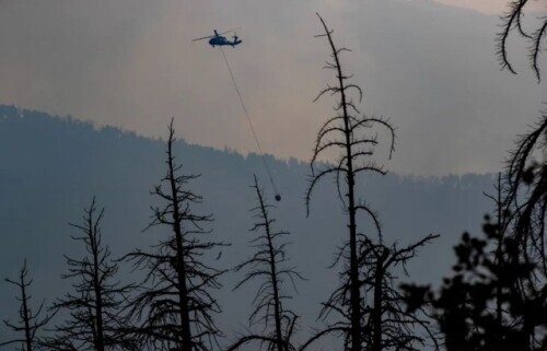 為抵抗肆虐山火 美巨型紅杉穿上這樣的“防火衣”