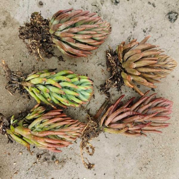 100種常見多肉圖鑑，比花還美，你認識幾種？