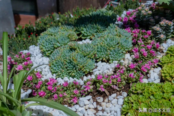 走進麗江古城多肉世界，目之所及皆是治癒