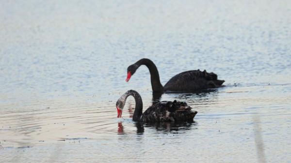 初冬，園博園引來黑天鵝