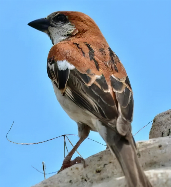東江攬勝：天天相見不相識，國內五種常見麻雀你能分清嗎？