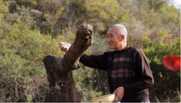 16年，放羊老農發現幾隻“金雞”，誤當鳳凰養4年，後有意外收穫