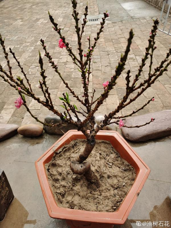 吃桃季,院子還沒種桃樹的看過來,純天然無公害 吃桃季,院子還沒種桃樹的看過來,純天然無公害