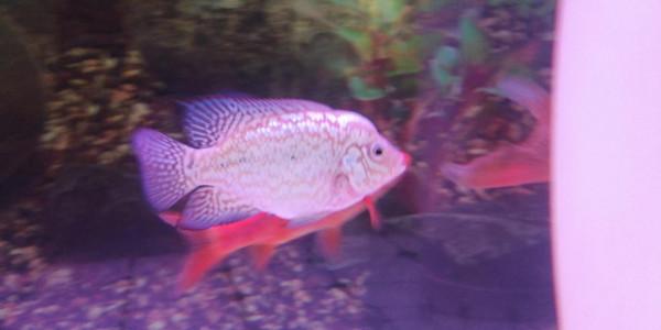 家有小羅初長成——羅漢魚的成長記錄