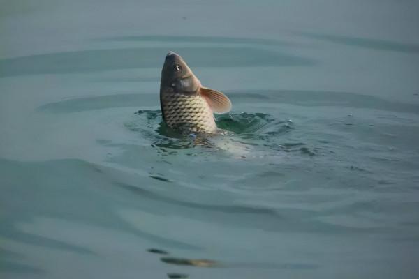 入秋之後,就選這幾個地方下杆,大鯉大草都沒跑 入秋之後,就選這幾個地方下杆,大鯉大草都沒跑