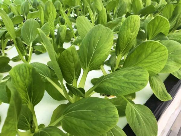 不用種子就能種的10種菜,適合陽臺種植,簡單快速吃到放心菜02 不用種子就能種的10種菜,適合陽臺種植,簡單快速吃到放心菜02