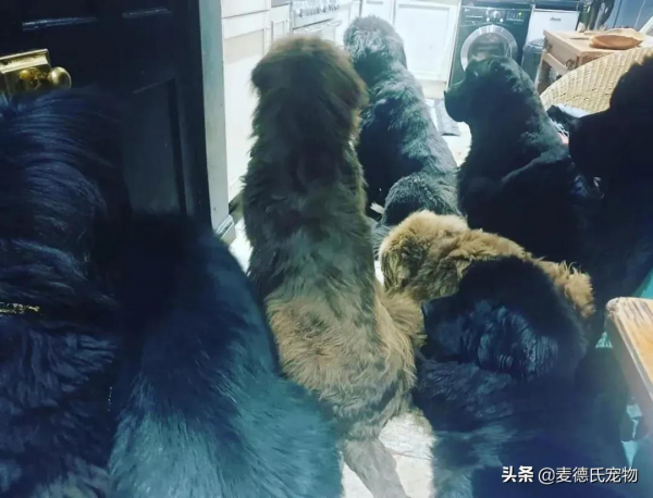 同時養8只一百多斤的狗子,是什麼體驗? 同時養8只一百多斤的狗子,是什麼體驗?