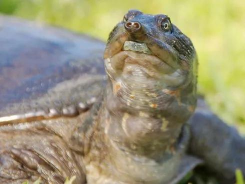 聊齋故事：鱉精為母