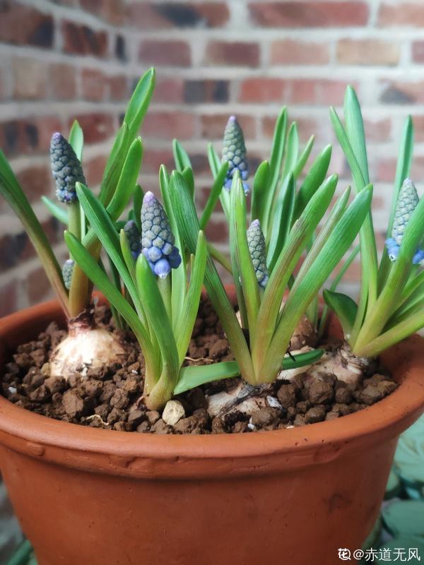 秋冬季缺不了的9種花，南北方都能養，現在準備不算遲