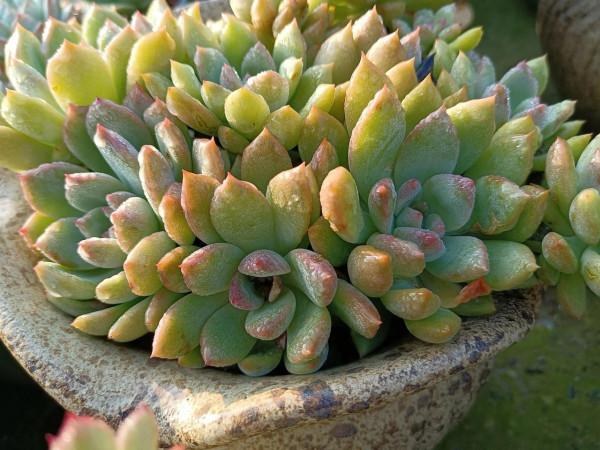 晨露能認多肉更美 晨露能認多肉更美