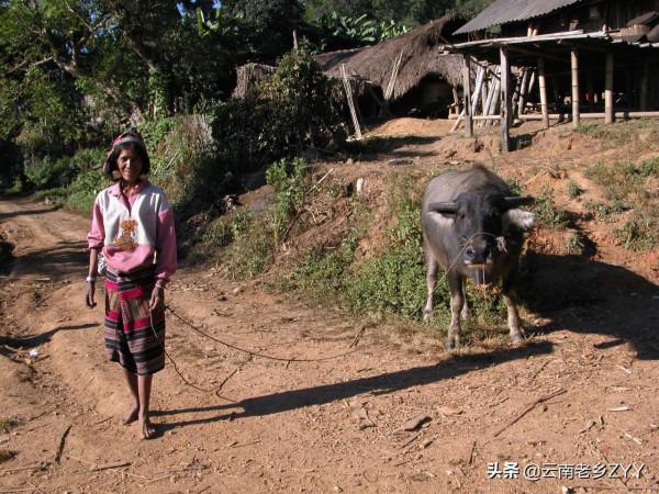 神秘的阿佤山:孟連佤族百姓的生活影象(一) 神秘的阿佤山:孟連佤族百姓的生活影象(一)