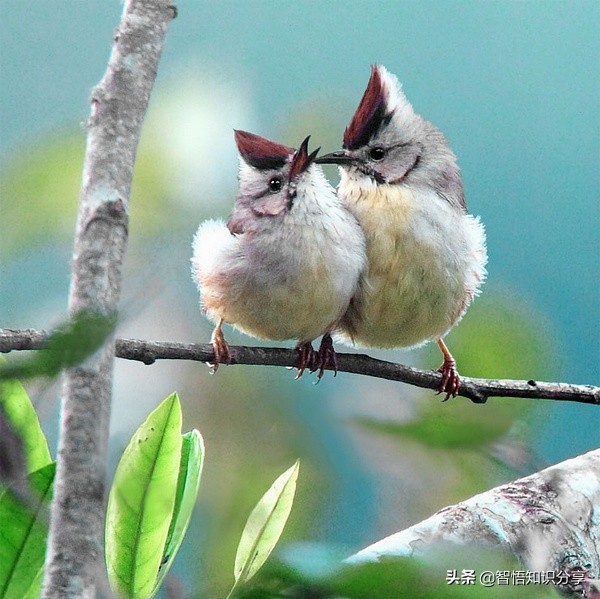 漂亮小鳥在等你欣賞，愛不釋手，萌得可愛