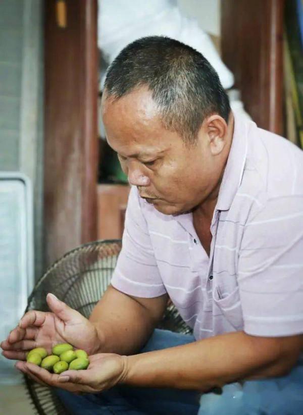 廣東大哥負債百萬，靠種植橄欖營收2000萬，帶領村民發家致富