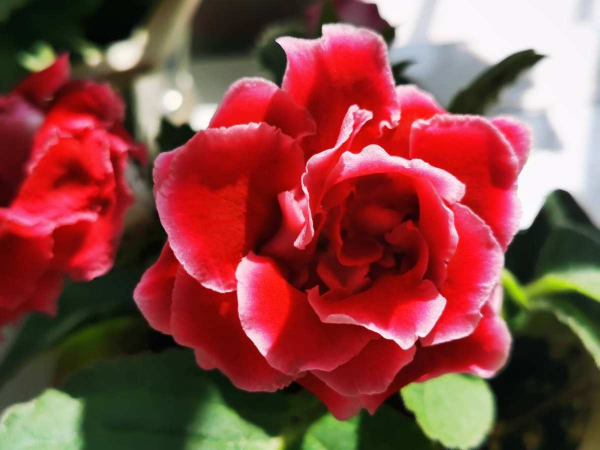 6種花不能使勁曬，很容易曬死，陰涼地反而長得旺