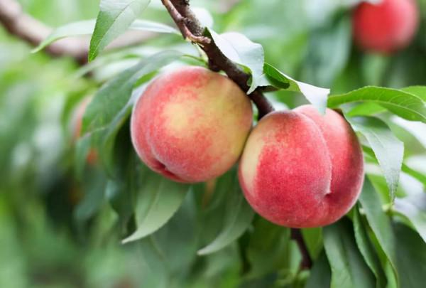 花園裡種什麼樹:這12種果樹,花園種上幾株,家裡水果多到吃不完 花園裡種什麼樹:這12種果樹,花園種上幾株,家裡水果多到吃不完