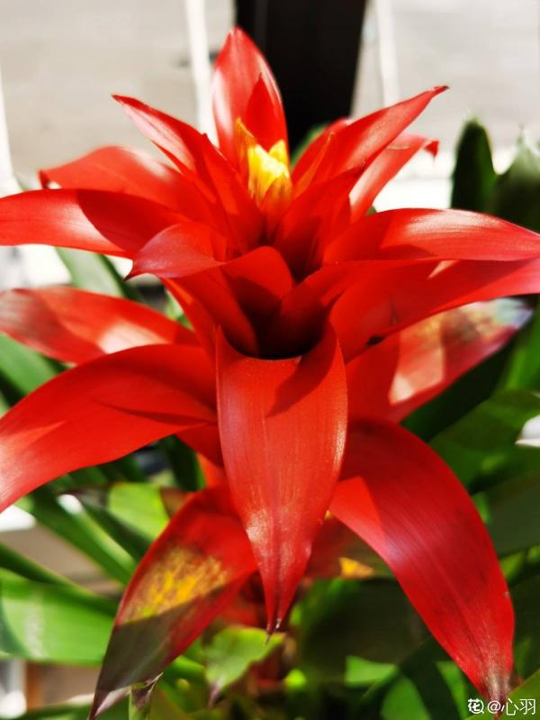 家裡要養盆大紅花，有4種真正的紅火花，養在家裡有旺運好兆頭