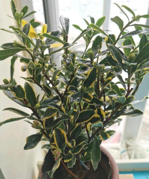 這些香噴噴的漂亮花，室內放兩盆，滿屋飄香，讓人更舒服