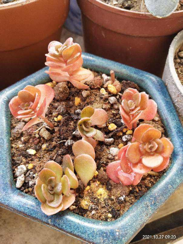 冬天也能養的耐寒草花，陽臺上擺幾盆，輕鬆變成小花園