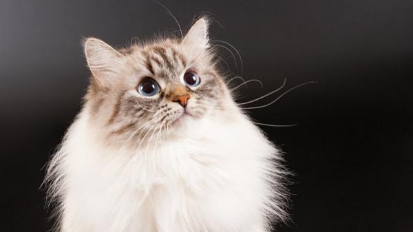 全球不足10只!“粉紅豹”驚現印度,有何特點?為何會長著草莓色 全球不足10只!“粉紅豹”驚現印度,有何特點?為何會長著草莓色