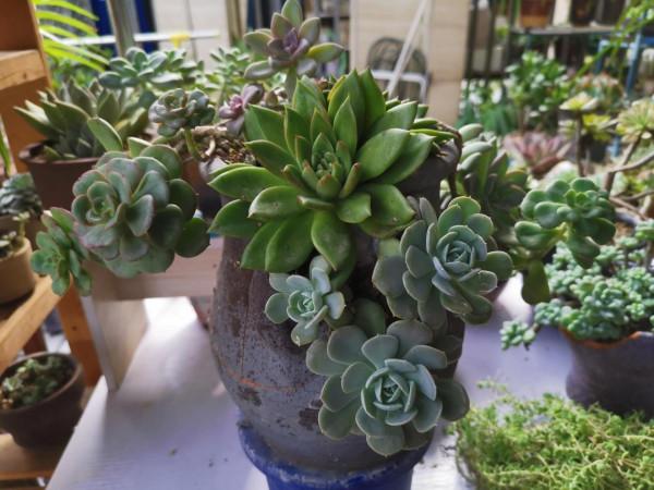 冬雲娘娘帶著絲綢面紗，攜幽靈公主和安娜公主亮相