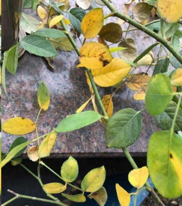 季水黃與肥害傻傻分不清嗎？7種常見黃葉你應該瞭解