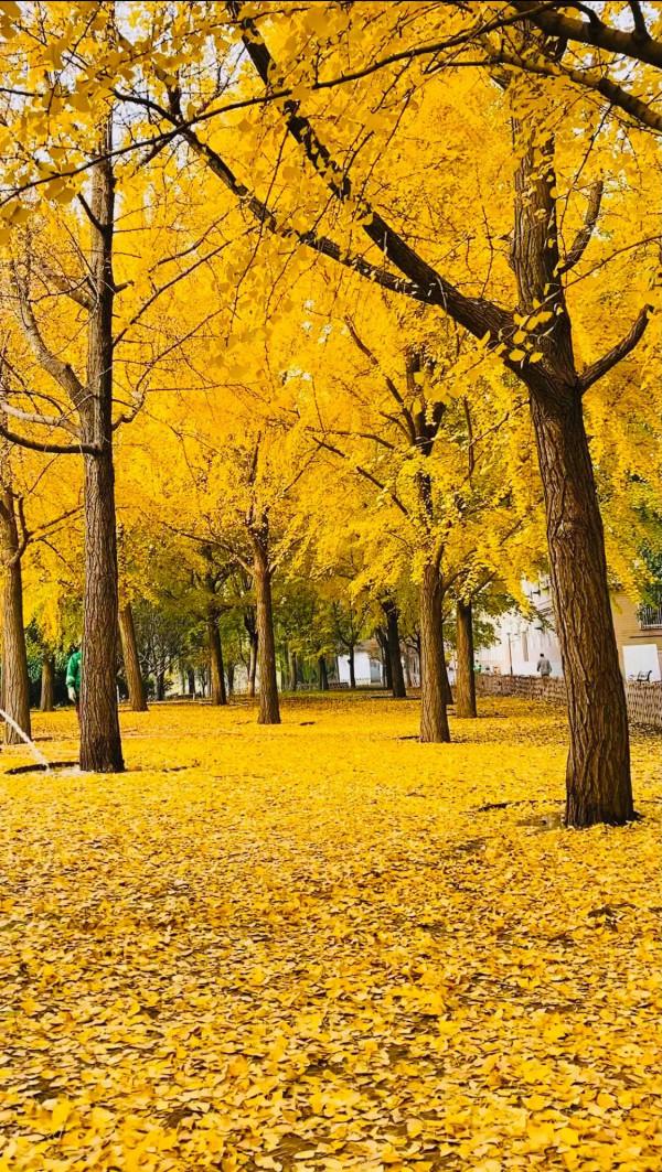 北京紅領巾公園秋色景美 北京紅領巾公園秋色景美