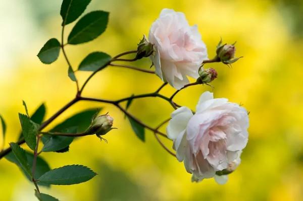 一個家走向興旺，有三把鑰匙