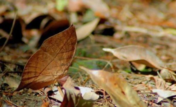 動物界的偽裝高手，不看不知道，一看嚇一跳