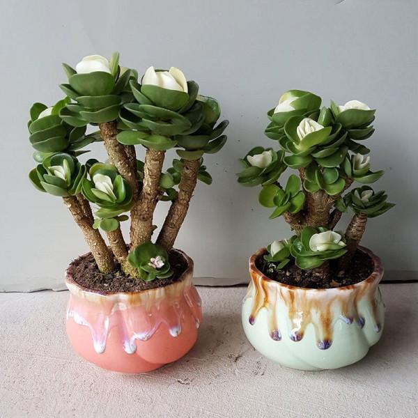 這3方面一出問題,多肉盆栽就會僵苗,停止生長或枯萎 這3方面一出問題,多肉盆栽就會僵苗,停止生長或枯萎