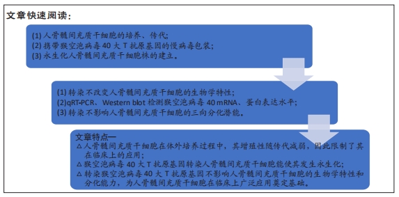 猴空泡病毒40大T抗原基因誘導人骨髓間充質幹細胞的永生化