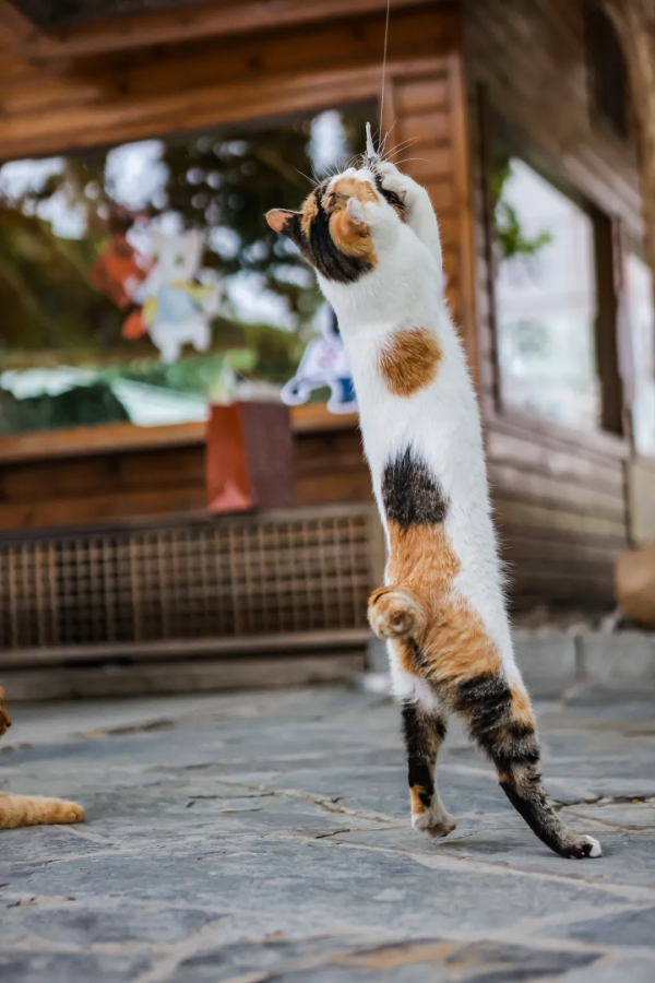 米麒麟:我掉缸怎麼了? 米麒麟:我掉缸怎麼了?